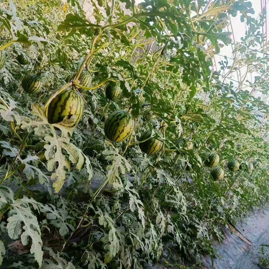 庞各庄西瓜L600小吊瓜2.8-4斤新鲜北京市