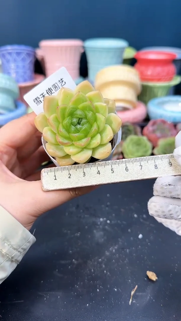 924-080青山（冠幅6cm）