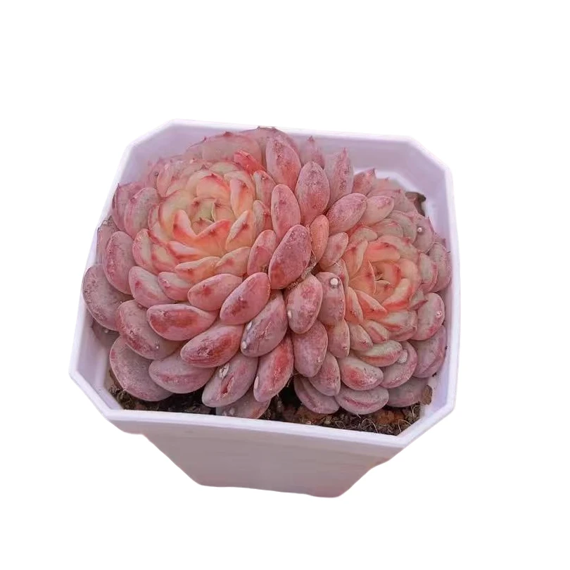 哈尼白胖子带盆（多肉植物）满19.9包邮 云南基地源头直发新手好养