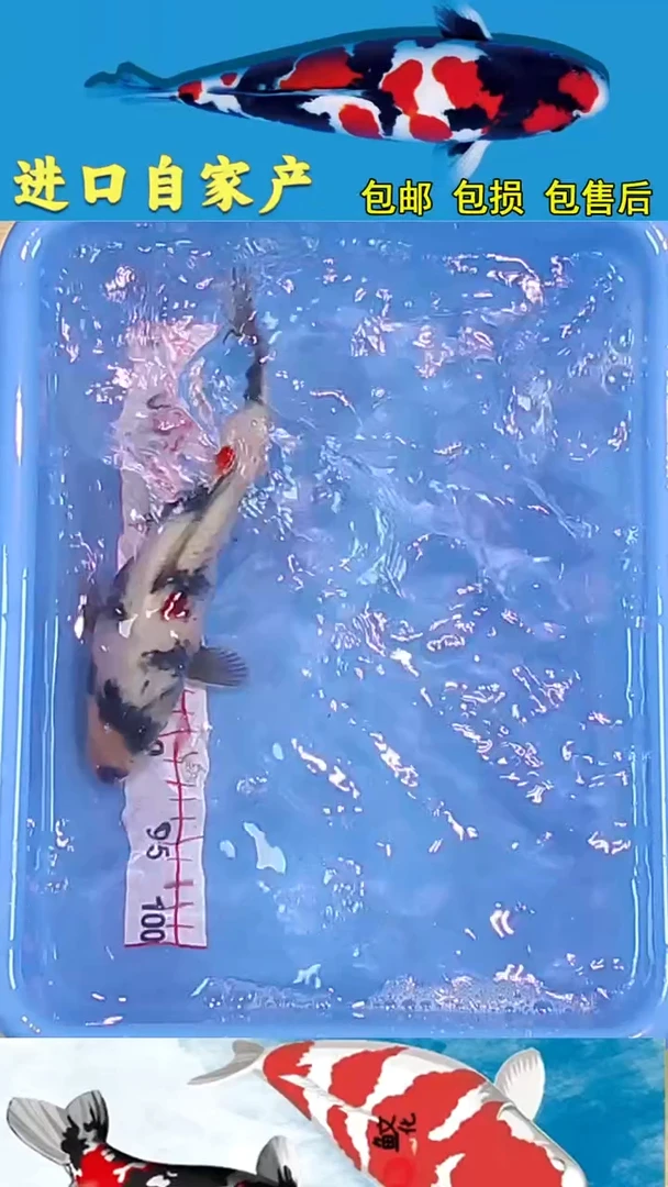 锦鲤悦鲤阁2025/12/26--52