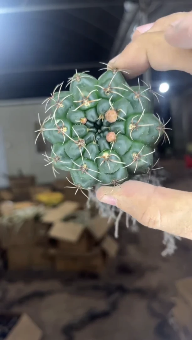 5颗 实生根 绯花玉 4-6cm 不指定带花苞