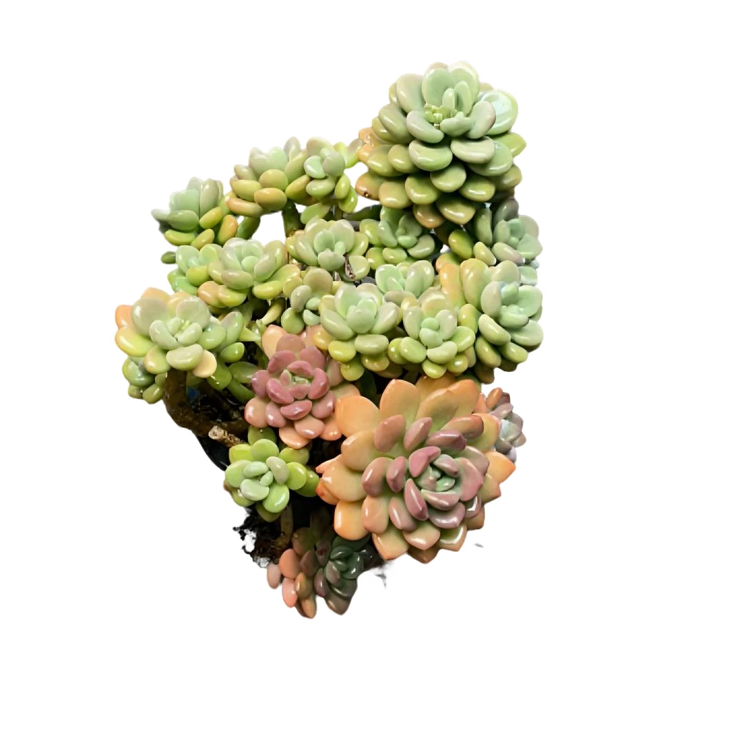 精控香水洛神（土球发货20cm）纯天然带果香好养飘枝多肉植物