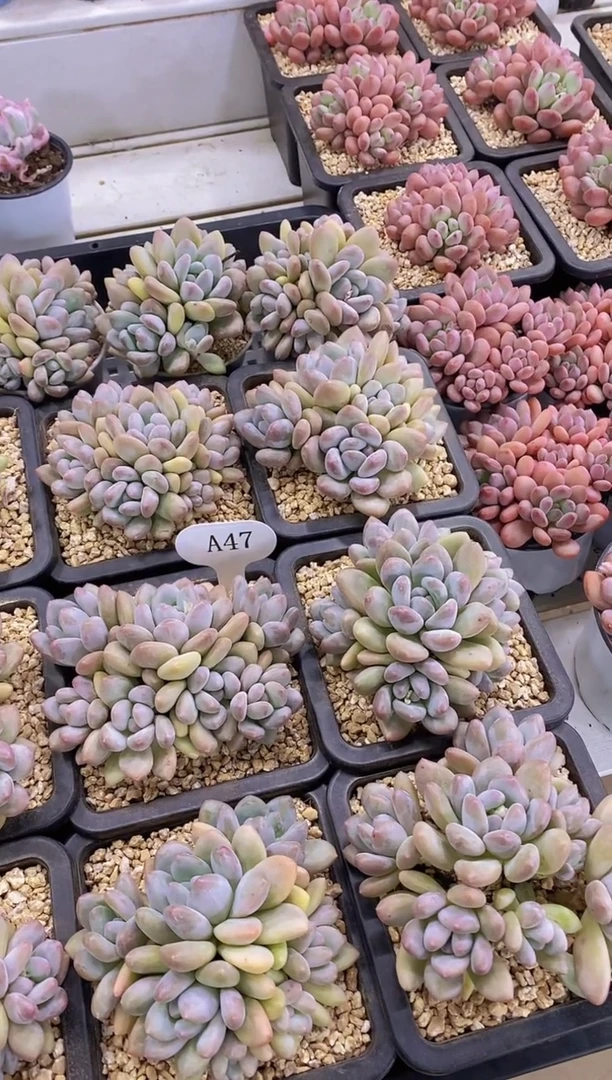 【闪购商品】A47-香水大群六头起脱土发（量拍）