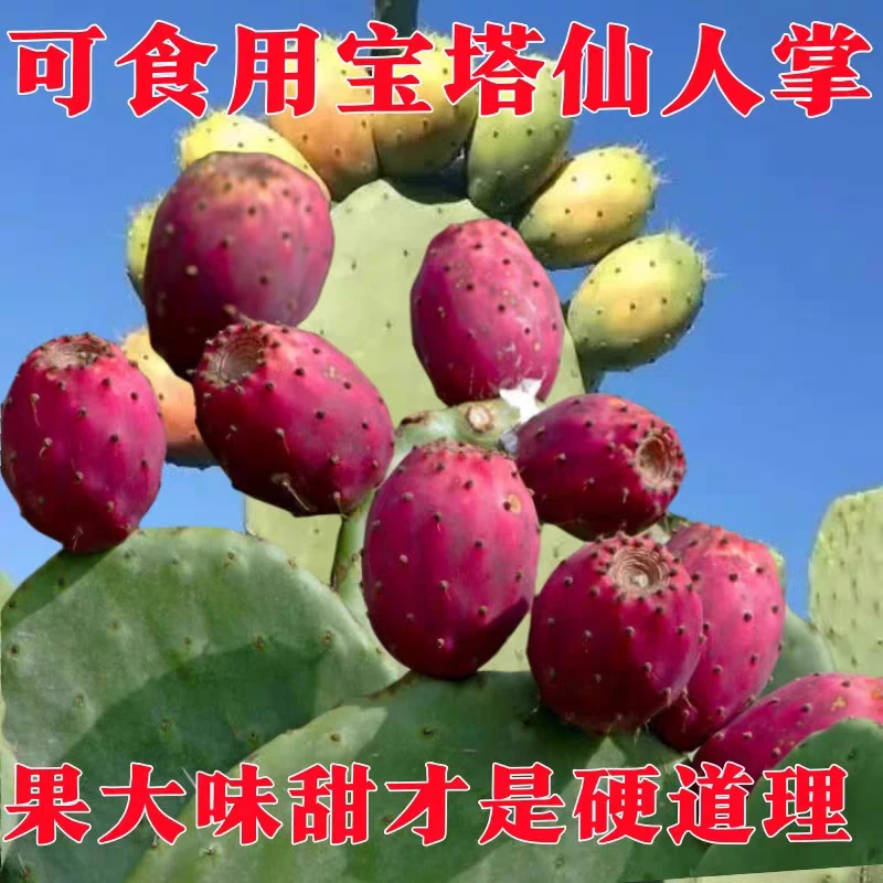 宝塔云钻食用仙人掌食用多肉植物盆栽可开花结果云钻仙人掌