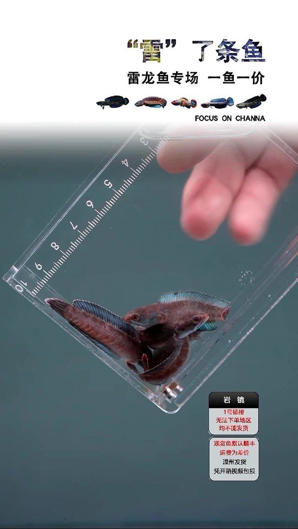 雷龙鱼奶茶雷龙5-6cm左右全品一条