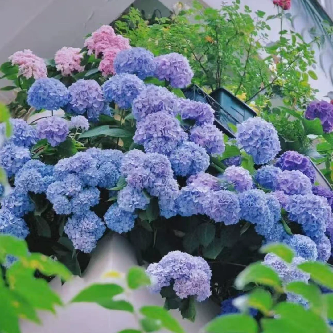 【绣球花种子】家庭阳台小院四季种植盆栽地栽易种易活