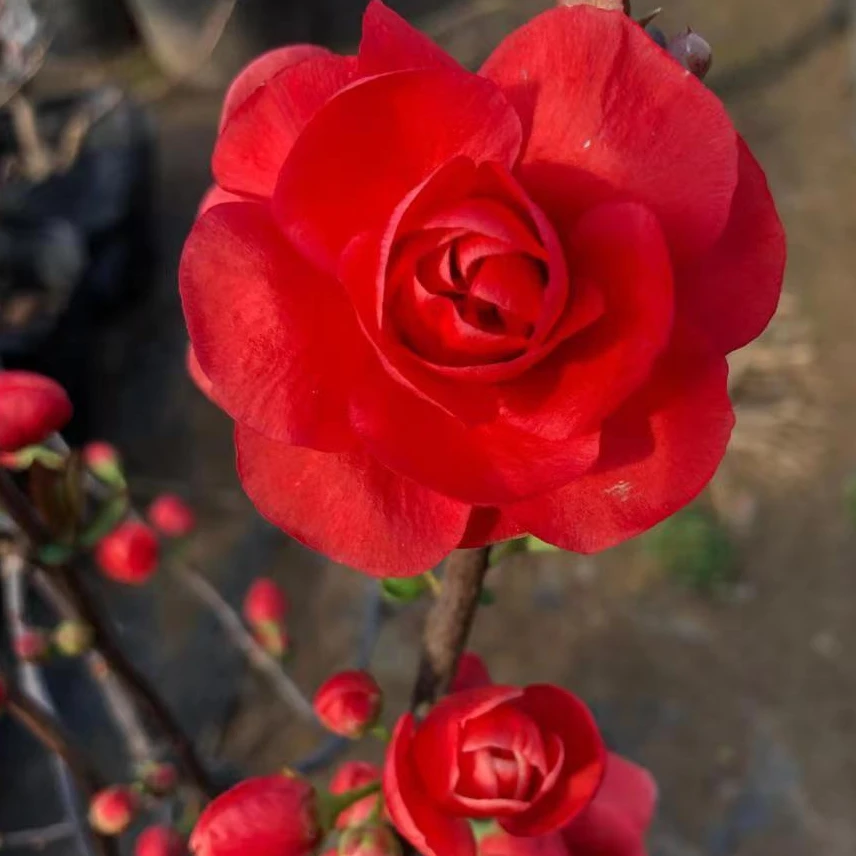 （粉丝专享}红宝石长寿冠海棠花四季海棠带花芽春节开花