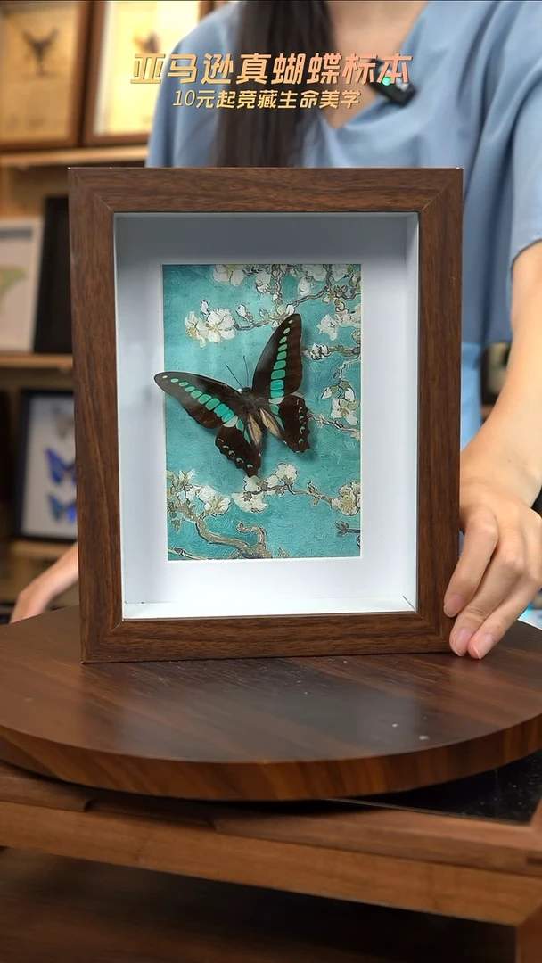 青凤蝶8寸复古框腊梅款