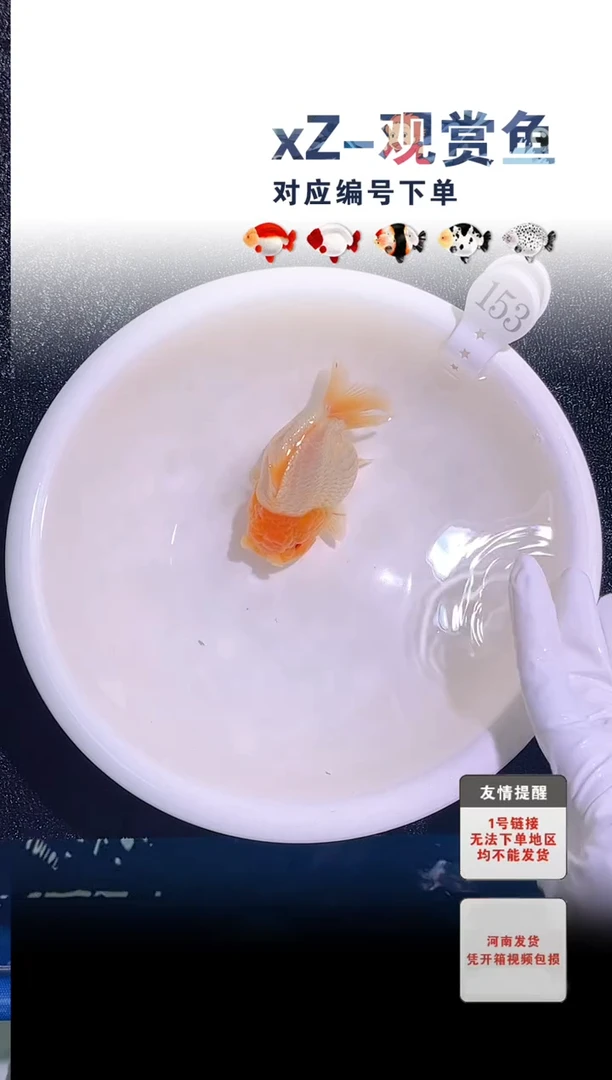 金鱼包装必拍未拍顺丰到付153号