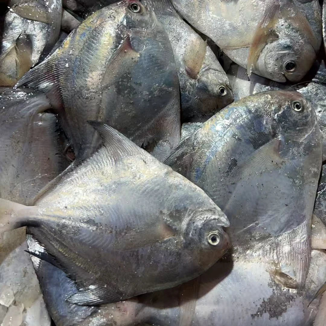 【4斤鲳鱼】东海野生鲳鱼顺丰包邮