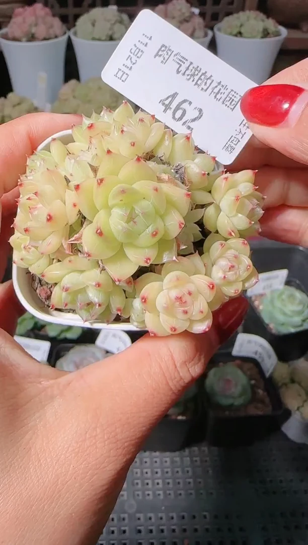 1121-462群生不包整