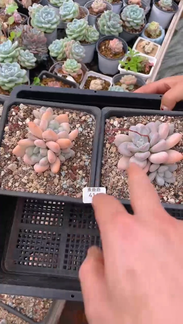 414香水       2棵量拍