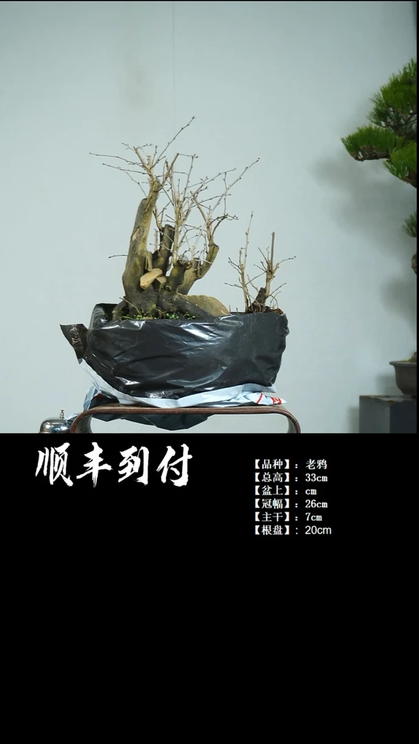 【闪购商品】1v135老鸦bubaoyou