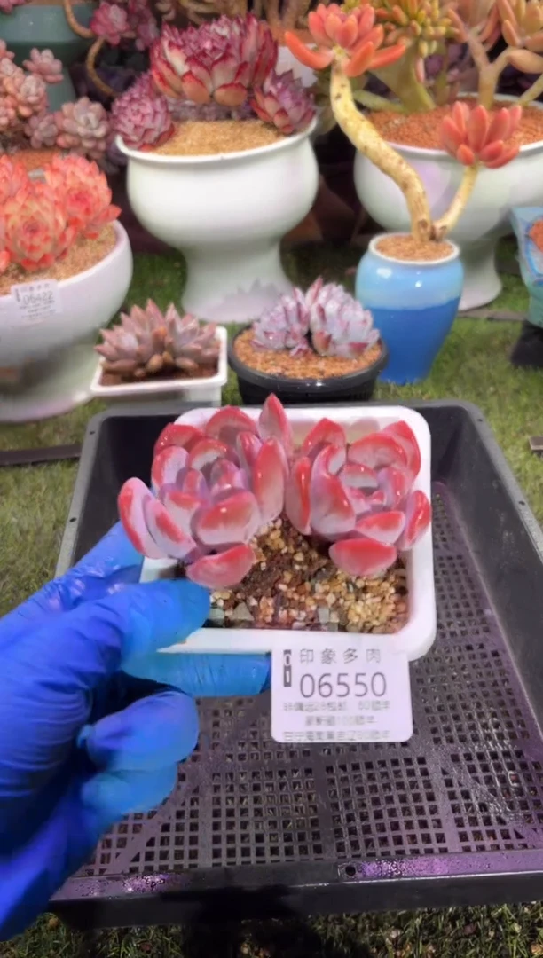 【闪购商品】06550