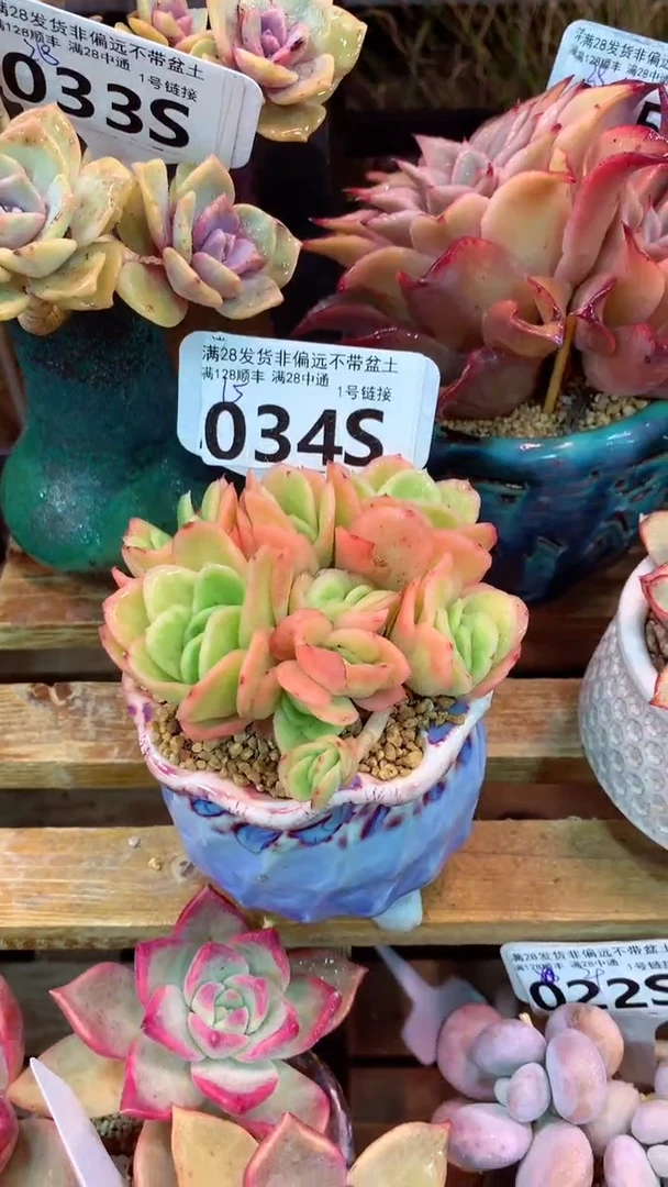 034S 冰玫瑰锦（一物一拍实付满28发货，默认不带盆土）