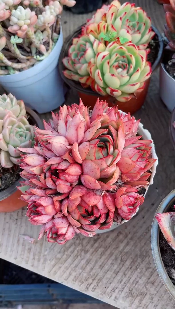 【闪购商品】23222