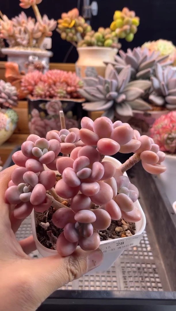 【闪购商品】2.15-26香水洛神