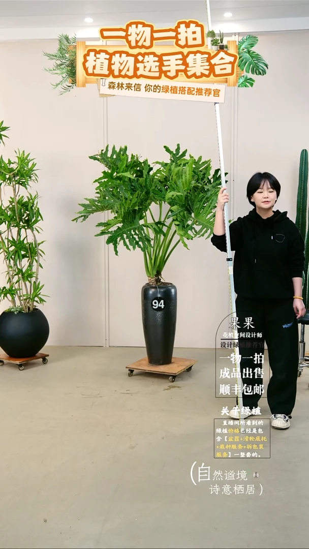 完全开放笨*大老桩龙鳞春羽连盆种好栽好一整套送货上门