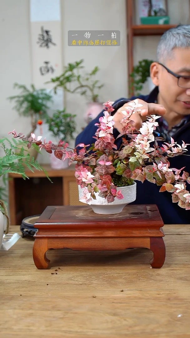 完全开放浅*花叶488