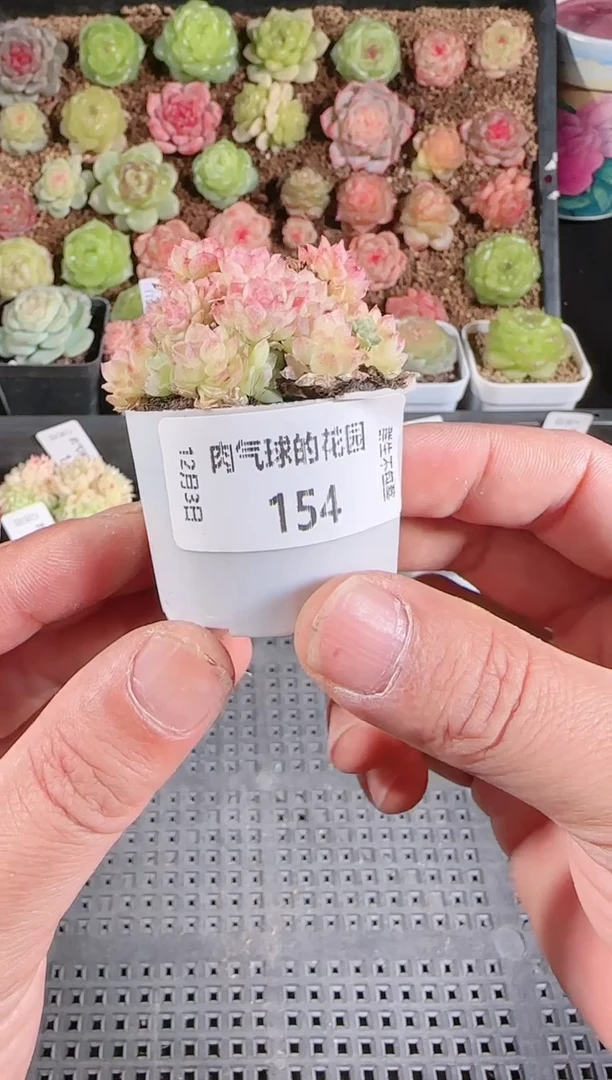 1203-154多肉群生不包整