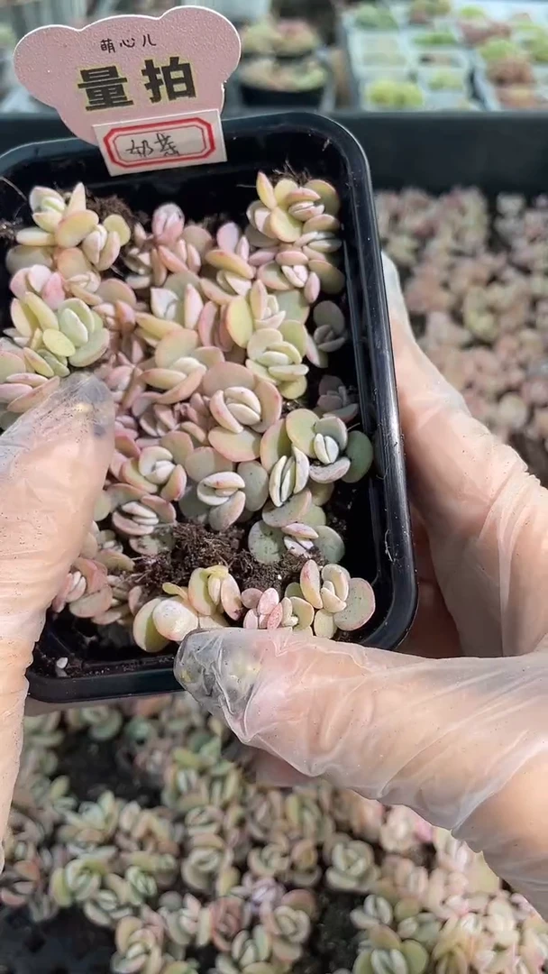 奶茶 切糕1盒 量拍多肉植物