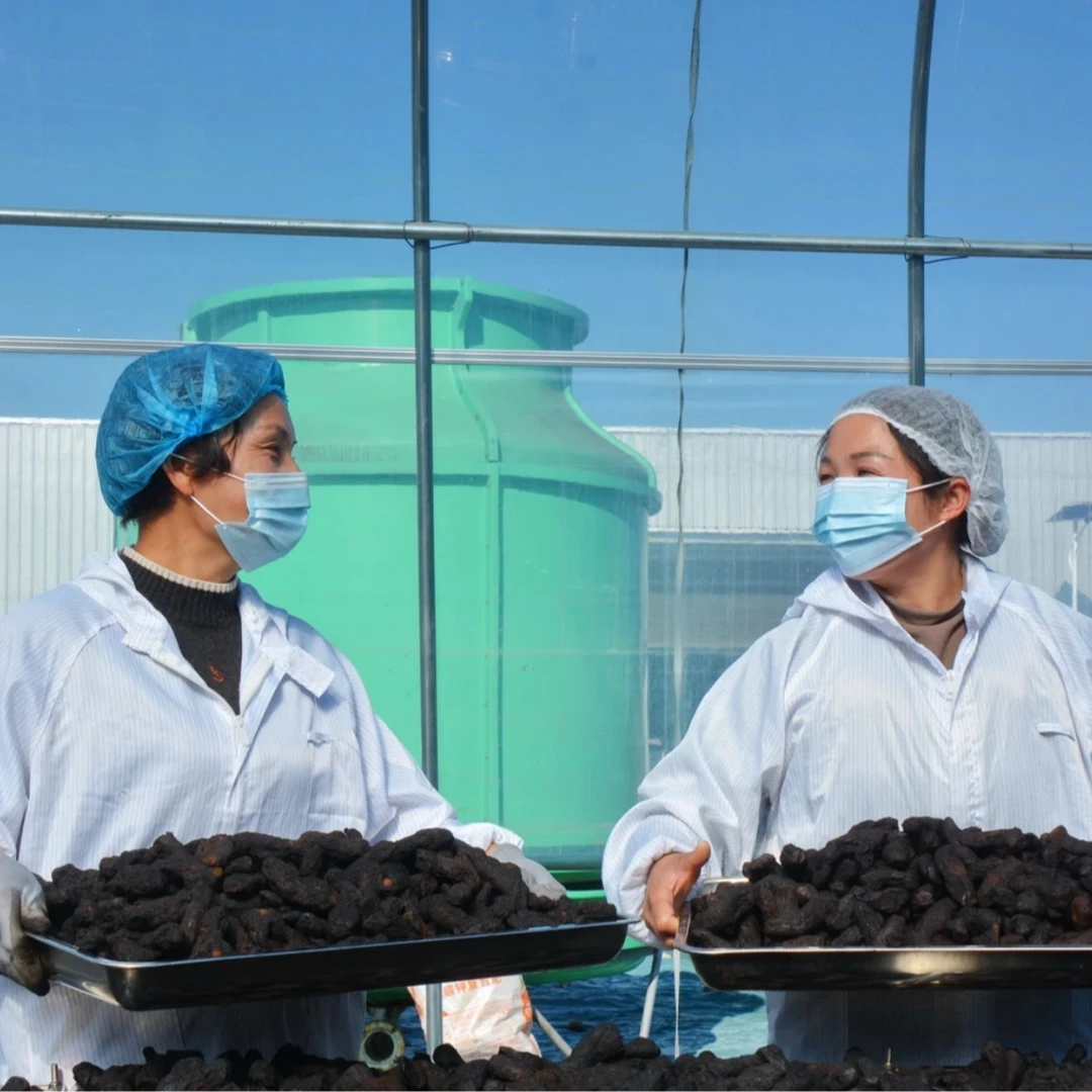 伏牛山高海拔  九蒸九晒黄   精茶  养生滋补