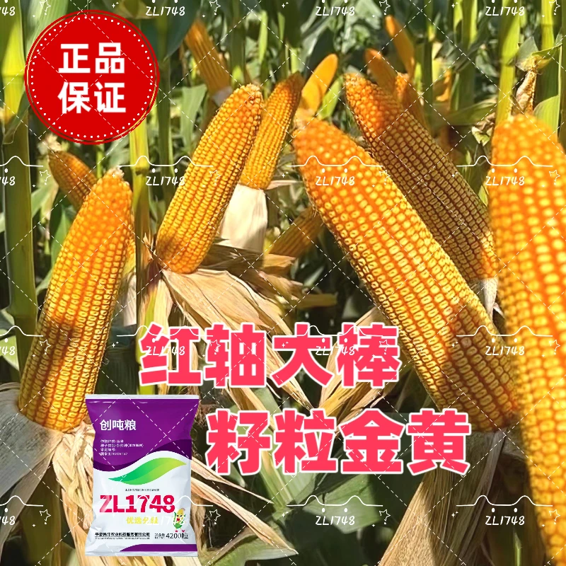 创吨粮1748国审正品高产玉米种子抗倒抗锈抗旱耐涝耐高温抗病