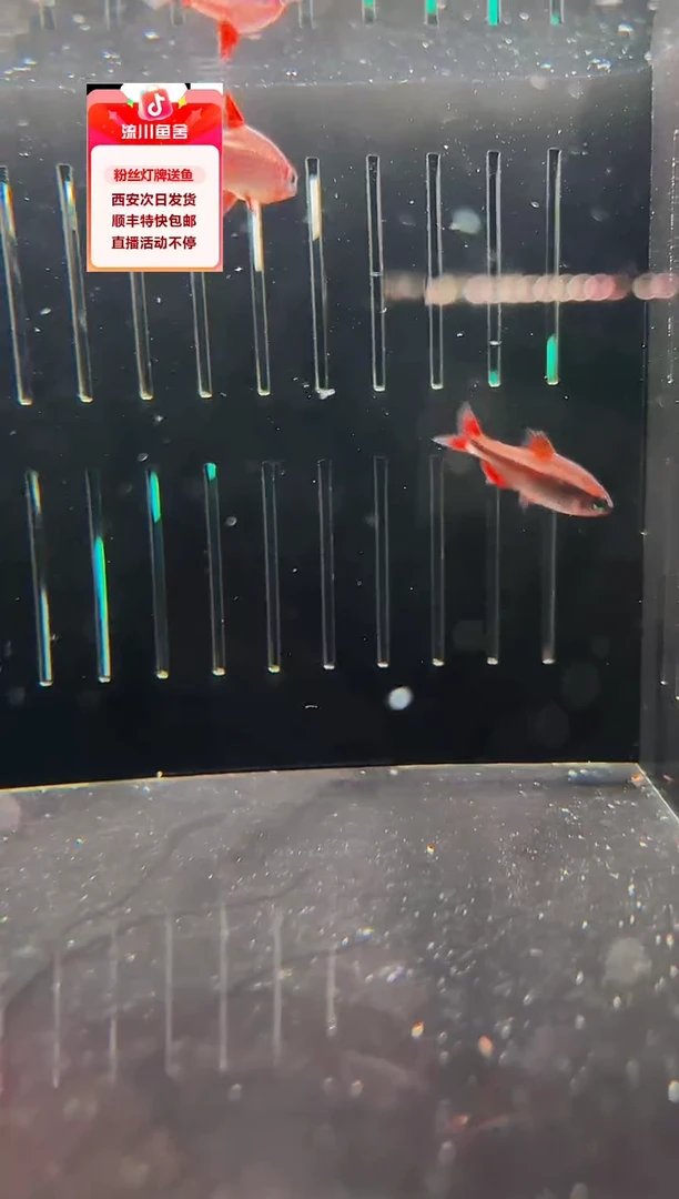 海水鱼张*寒血魔1条