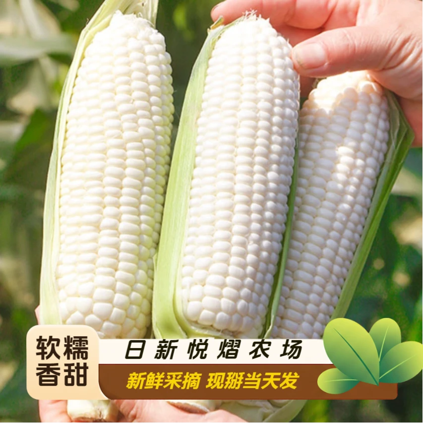 【日新悦熠】农科诺336香甜糯水果玉米 新鲜现掰 大兴本地农家自种甜糯玉米 北京市
