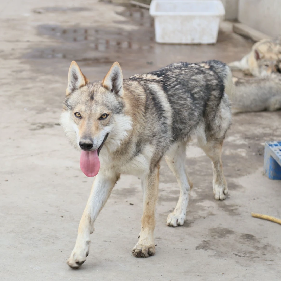 吉湖犬舍纯种捷克狼犬优雅帅气宠物犬宠物狗狗捷克狼犬幼犬幼崽