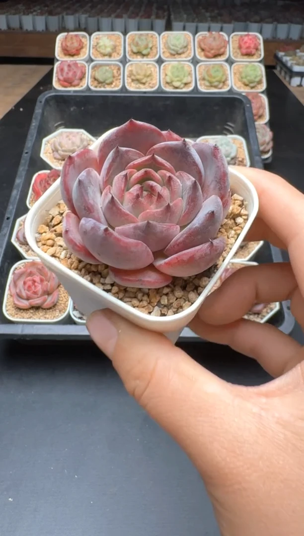 【闪购商品】207C物拍多肉带盆土6.5杯拍3颗包柚