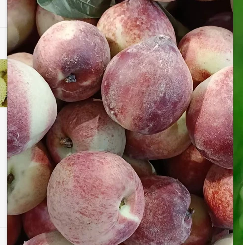 毛桃约1斤 约1斤