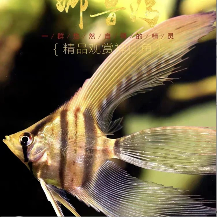 【老吴精选好物】娜鲁湾神仙燕（三单发货）