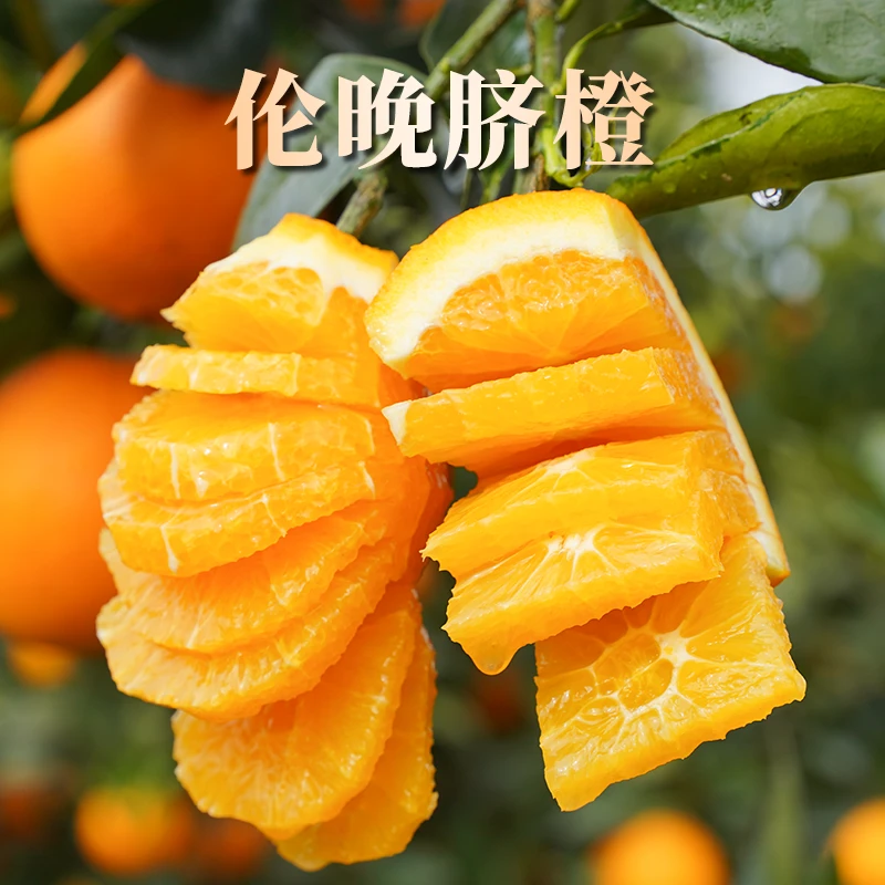 湖北秭归伦晚脐橙新鲜水果产地直发正宗脐橙现摘现发