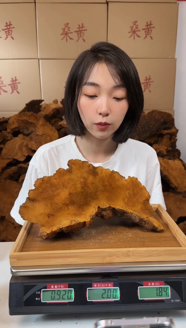 松针层孔菌中国大陆松针