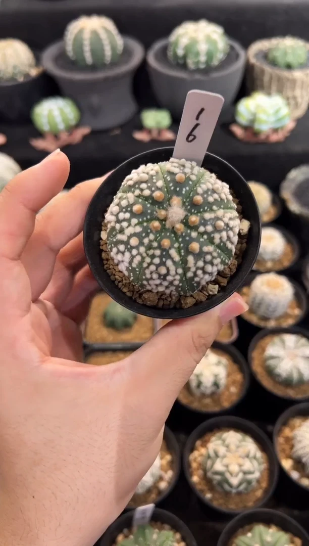 花园实生根星兜编码16