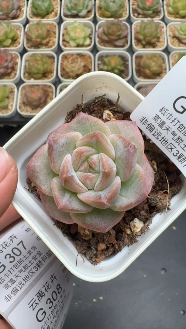 306G云禹多肉植物 脱土纸巾打包 3颗包邮