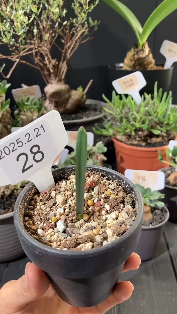 【闪购商品】波叶血莲2.21.28