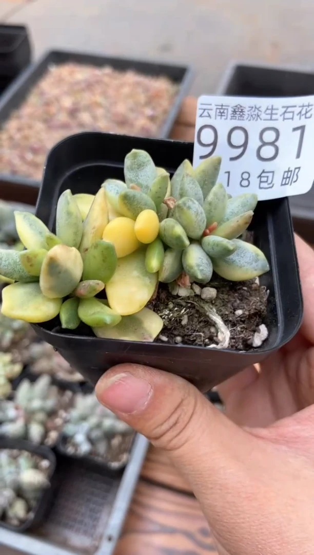 9981特价水泡一盒微瑕