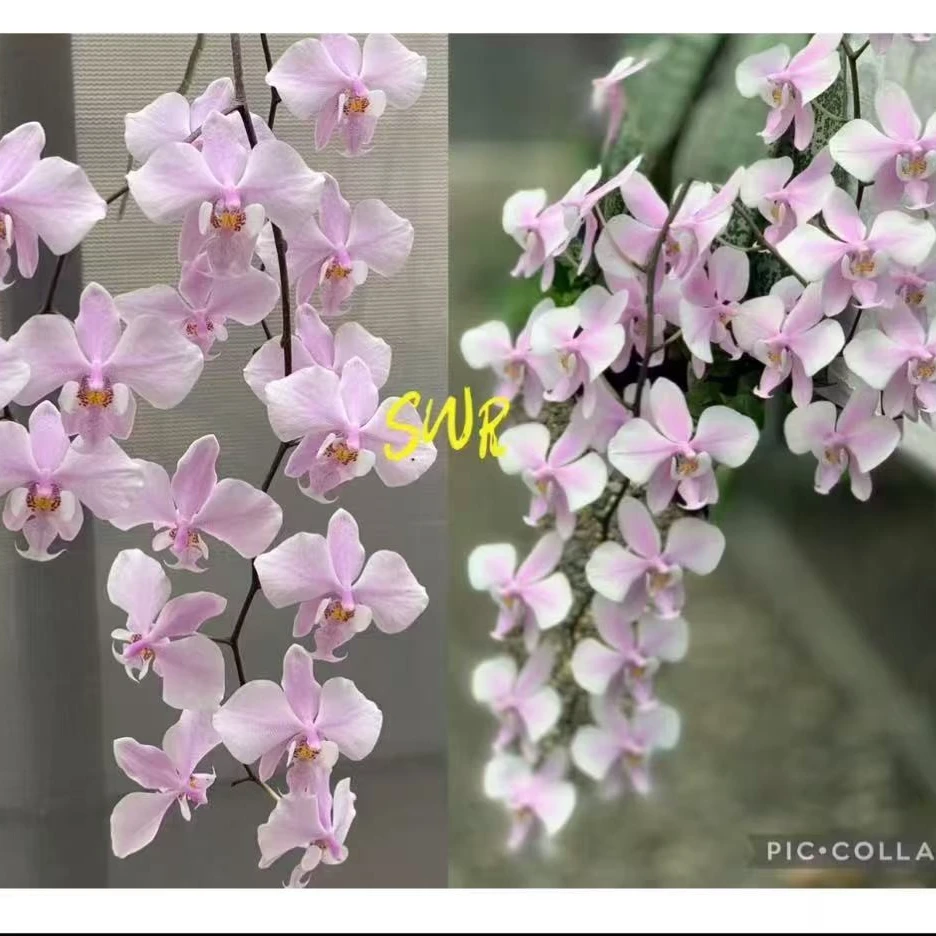 3.5寸 SWR 801银叶兄弟交-花苞/开花株 少根叶瑕 珍奇蝴蝶兰