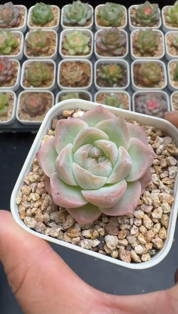 248G云禹多肉植物 脱土纸巾打包 3颗包邮