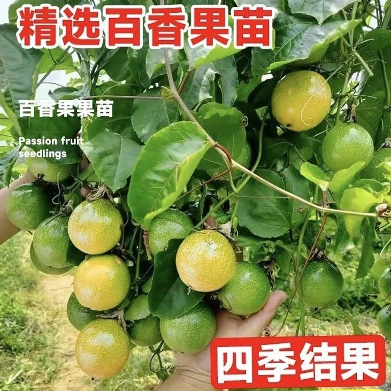 新品种纯甜黄金9号百香果嫁接苗台农百香果苗四季结果