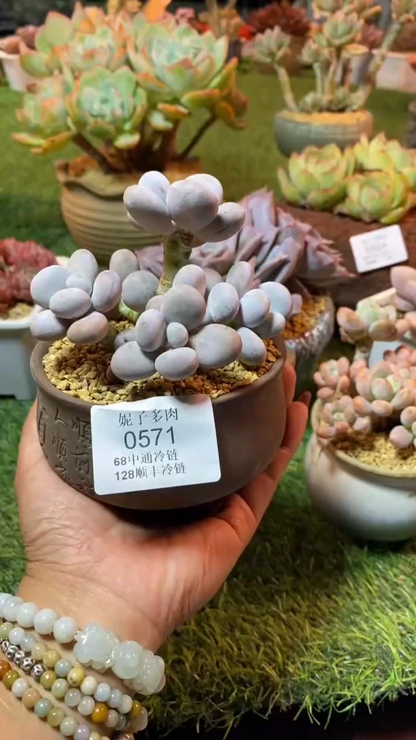 0571（满28包邮发货）