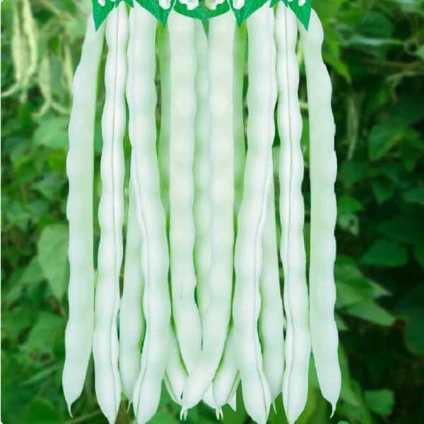 【全店满5包包邮】九粒白豆角种子早熟豆角种子