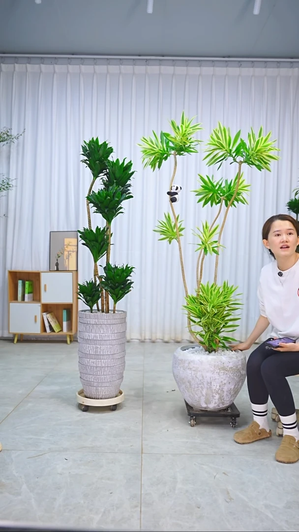 完全开放小****了梦幻百合竹盆栽，含盆