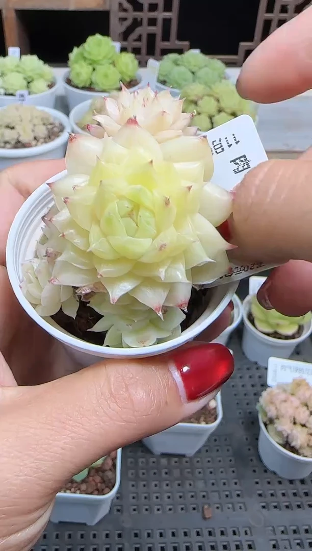 1105-315麦秆群不包整哦