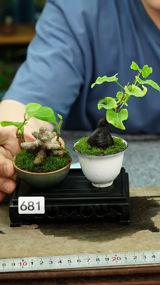 无花朵苔藓微景观681号