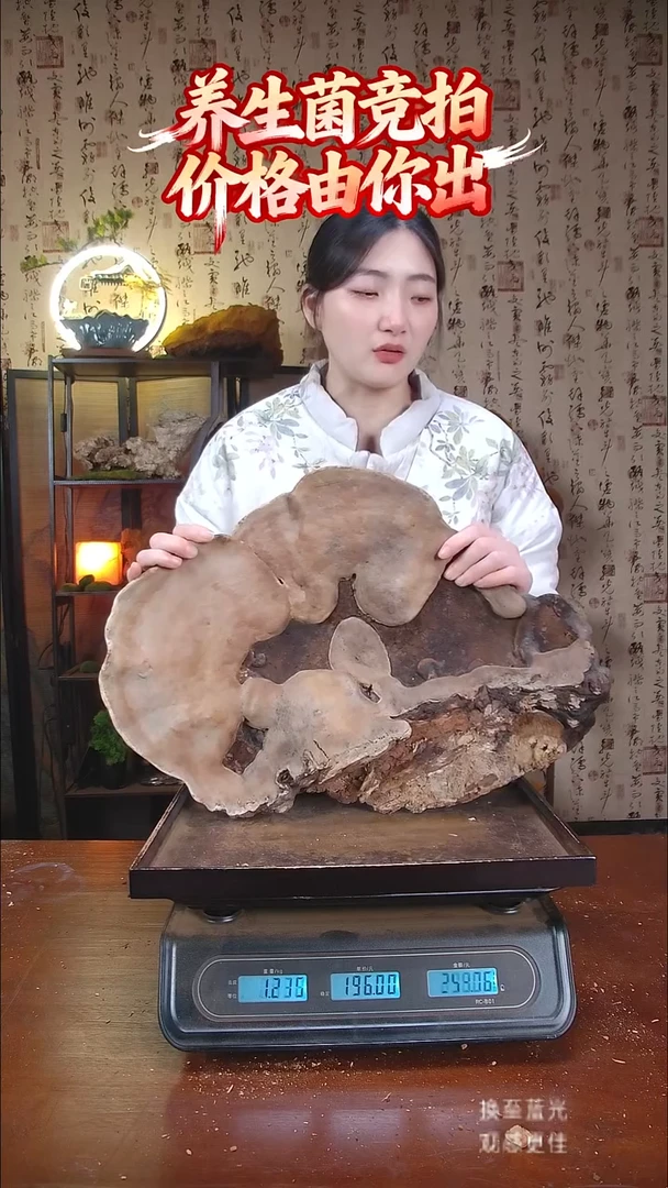 红缘拟层孔菌中国大陆伟*【藏区野生】红缘树舌（5.45斤）50-60年份