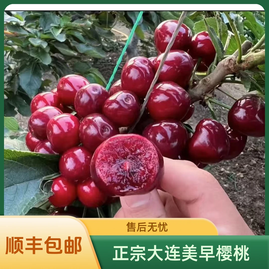 【顺丰空运】正宗大连美早樱桃现摘现发J-6J 2斤/3斤 内附果径卡