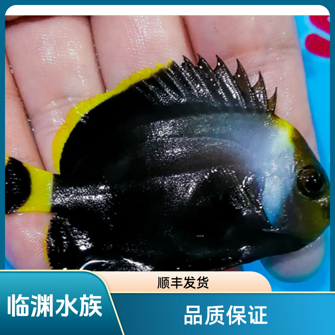 黑宝马神仙鱼  黑宝马海水鱼 顺丰发货 开箱报损